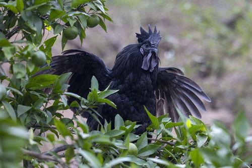 黑鸡吃瓜,瓜田里的欢乐食光