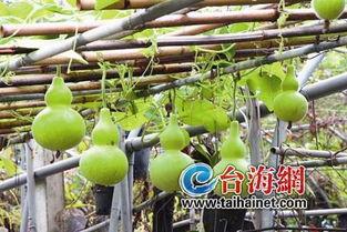 人流吃葫芦瓜,葫芦瓜美食盛宴