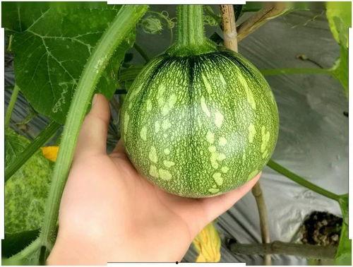 小王同学吃瓜,揭秘娱乐圈那些不为人知的幕后故事