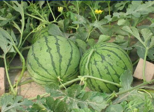 礼县吃瓜事件,一场引发社会热议的网络风波